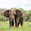 Groepsreizen Tanzania olifanten spotten